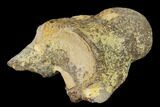 Fossil Mosasaur (Platecarpus) Cervical Vertebra - Kansas #136495-2
